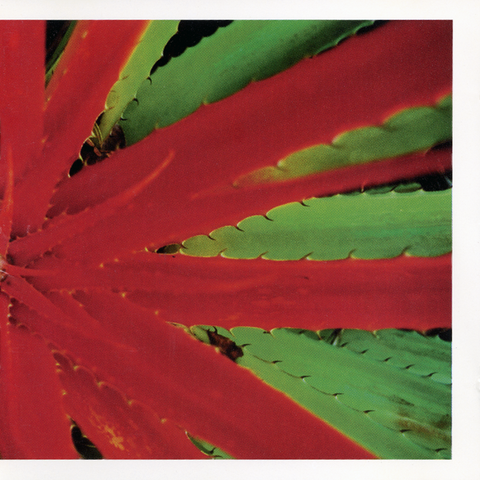 This Afternoons Malady