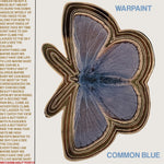 Common Blue/Underneath