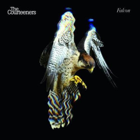 Courteeners Falcon Sister Ray